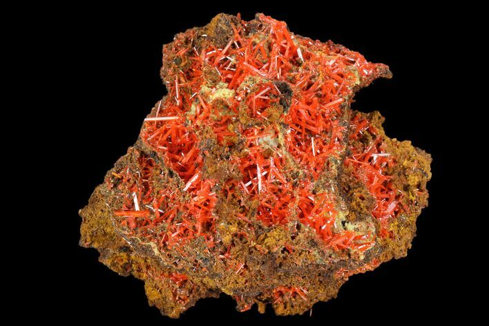Bright Orange Crocoite Crystal Cluster - Tasmania #127949